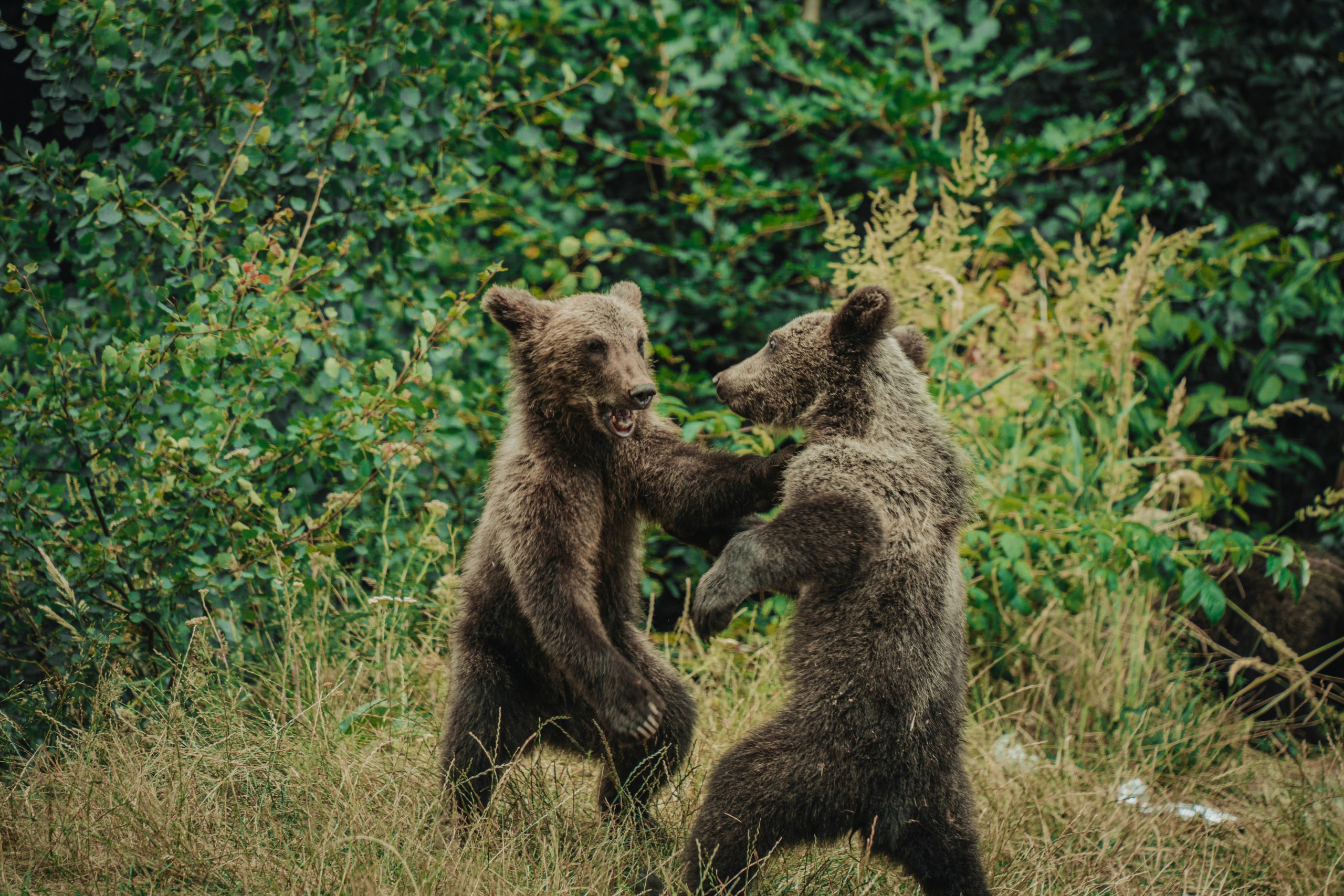 Foto: Sergiu Vințan